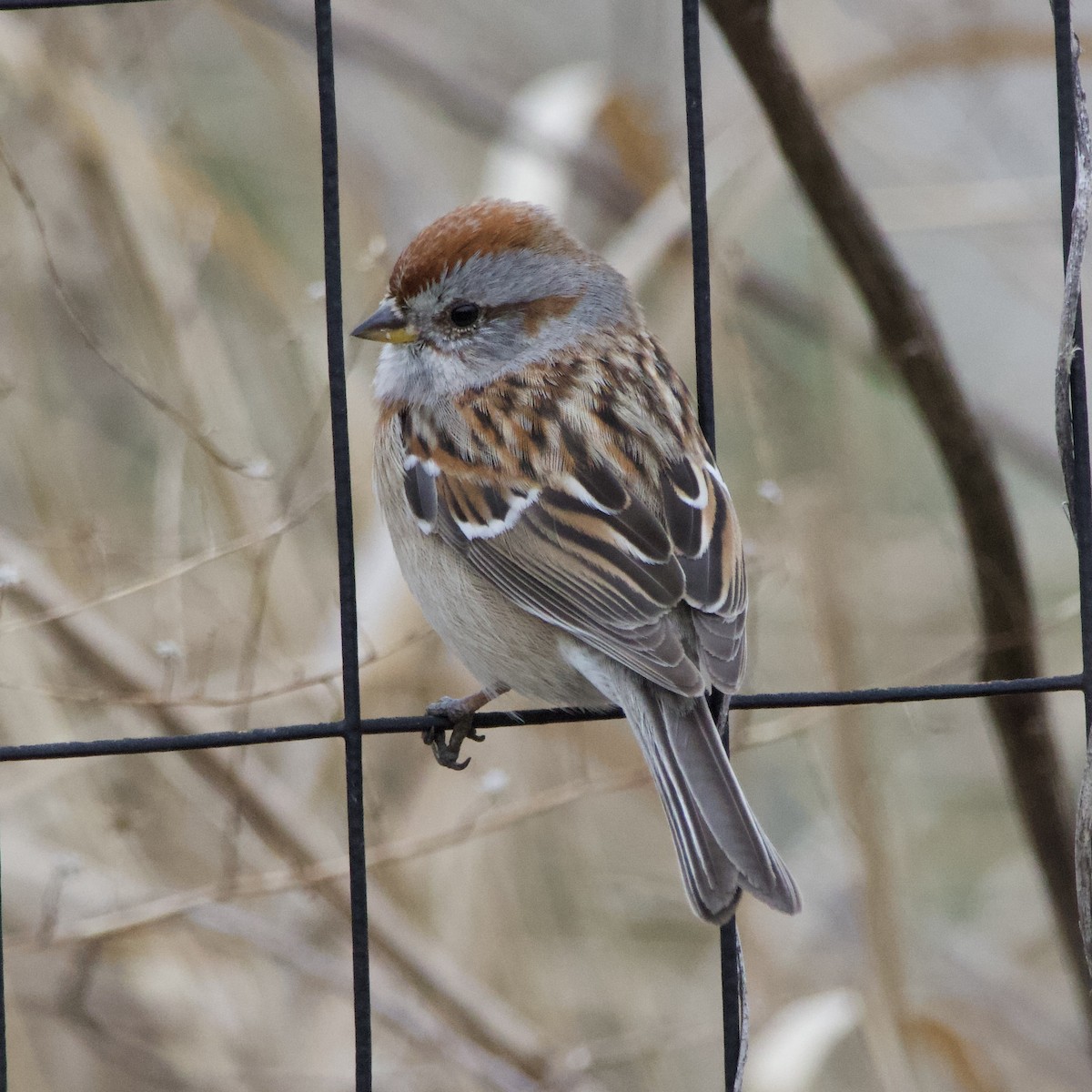 American Tree Sparrow - ML548634571