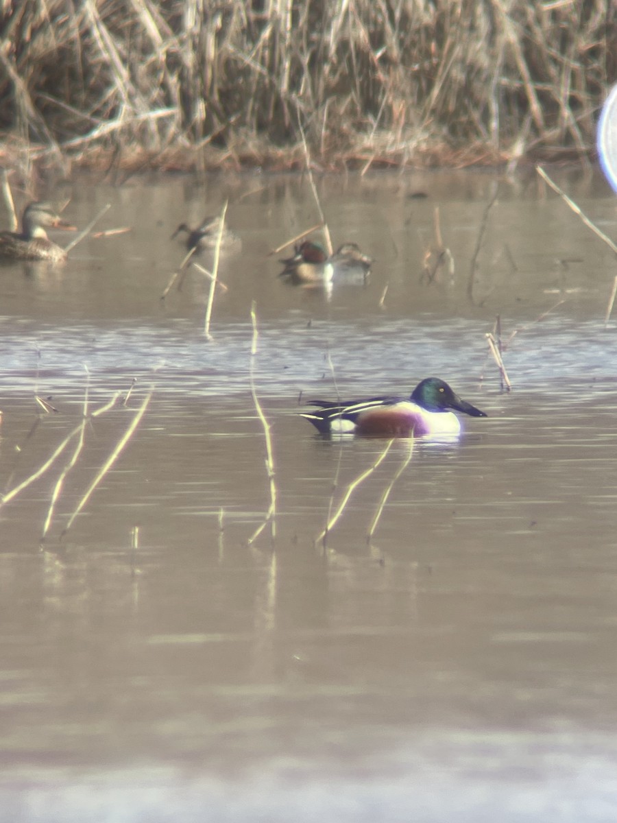 Northern Shoveler - ML548634701