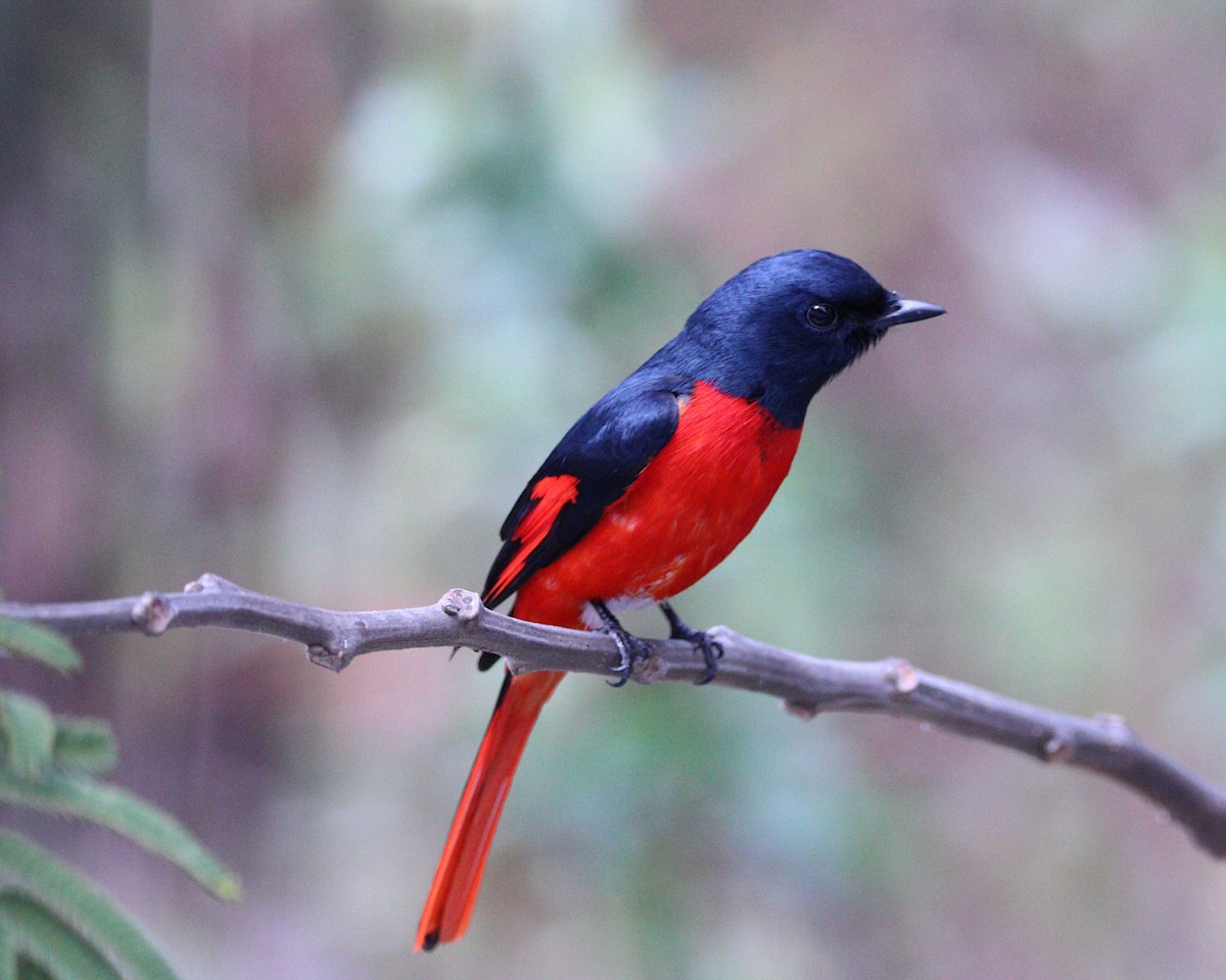 Minivet Piquicorto - ML548634861