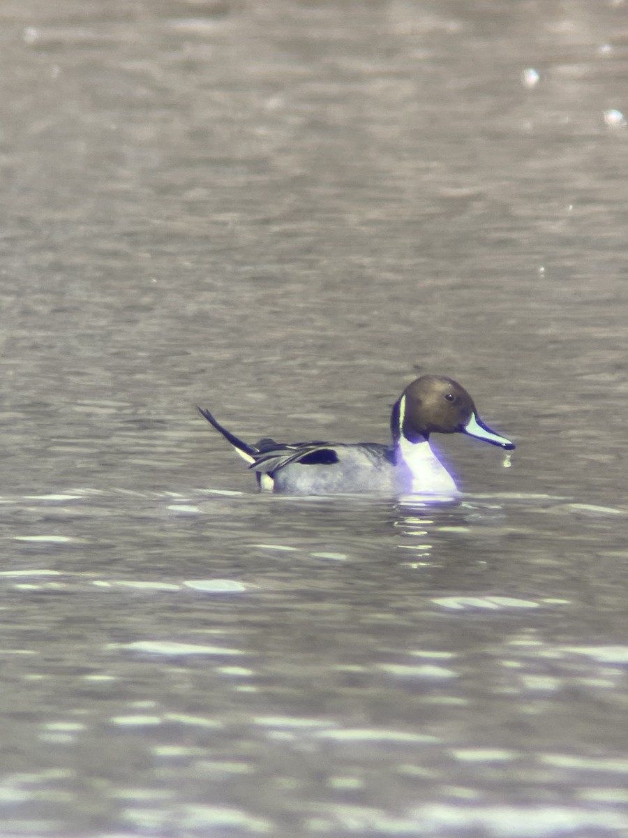 Northern Pintail - ML548634971