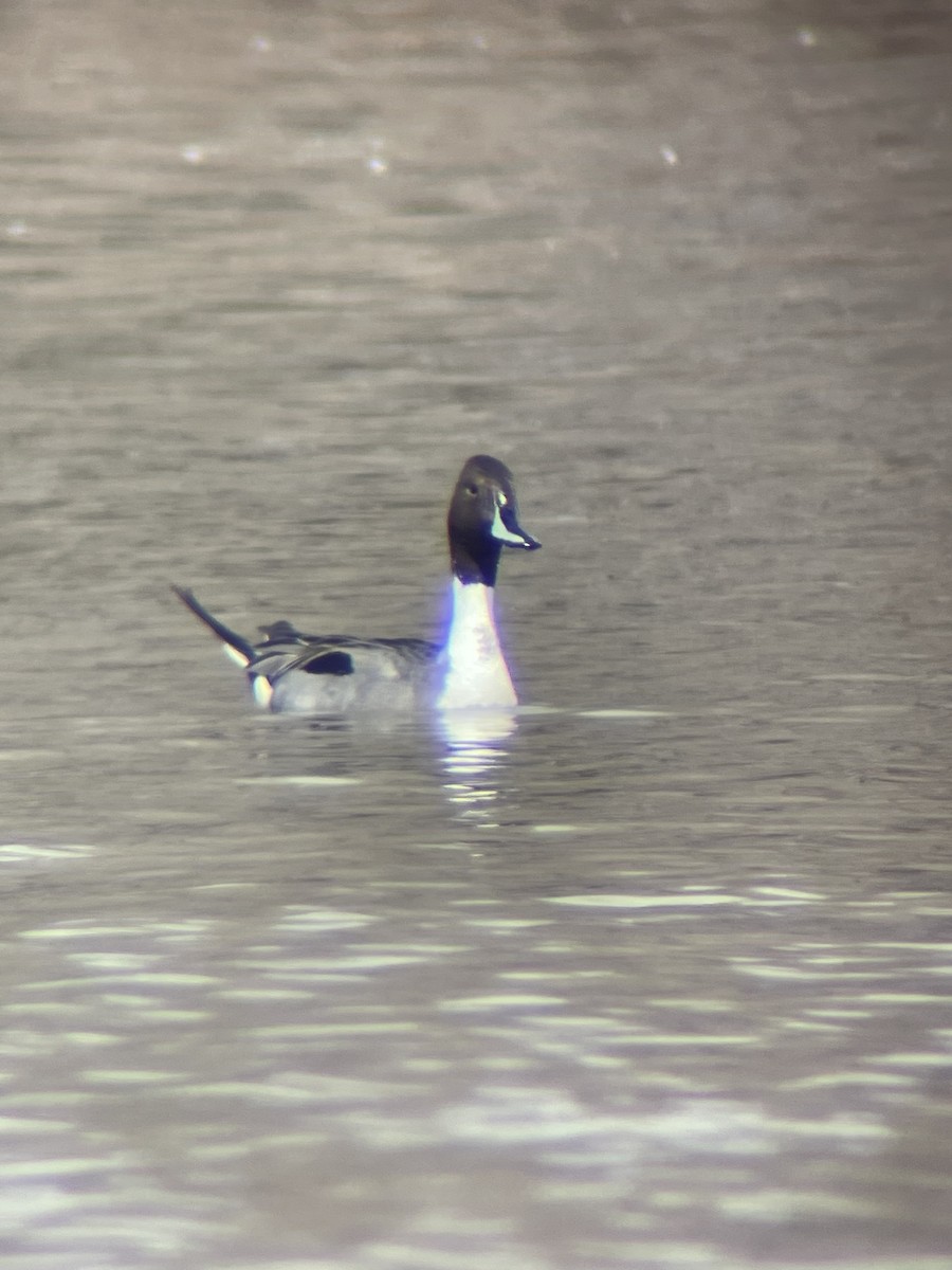 Northern Pintail - ML548634981