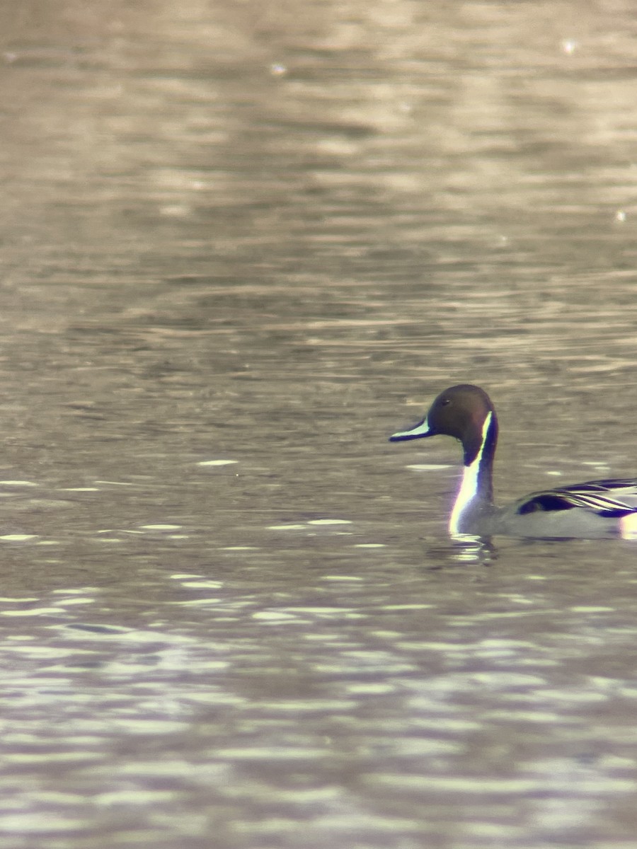Canard pilet - ML548634991