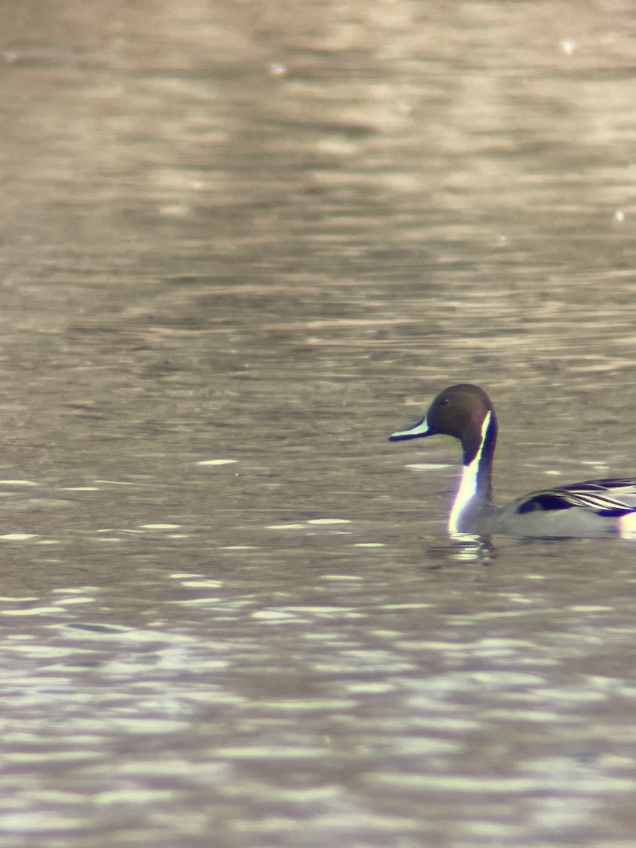 Northern Pintail - ML548634991