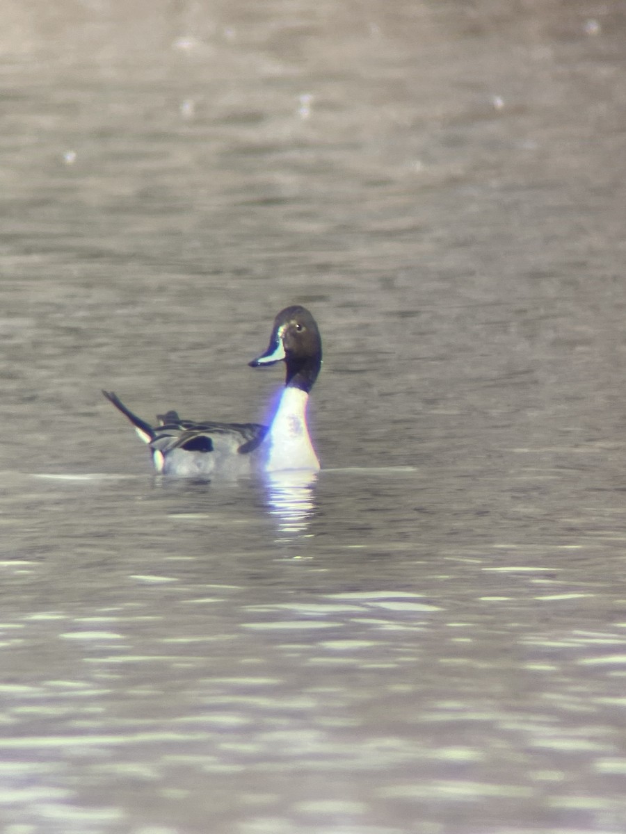 Northern Pintail - ML548635001