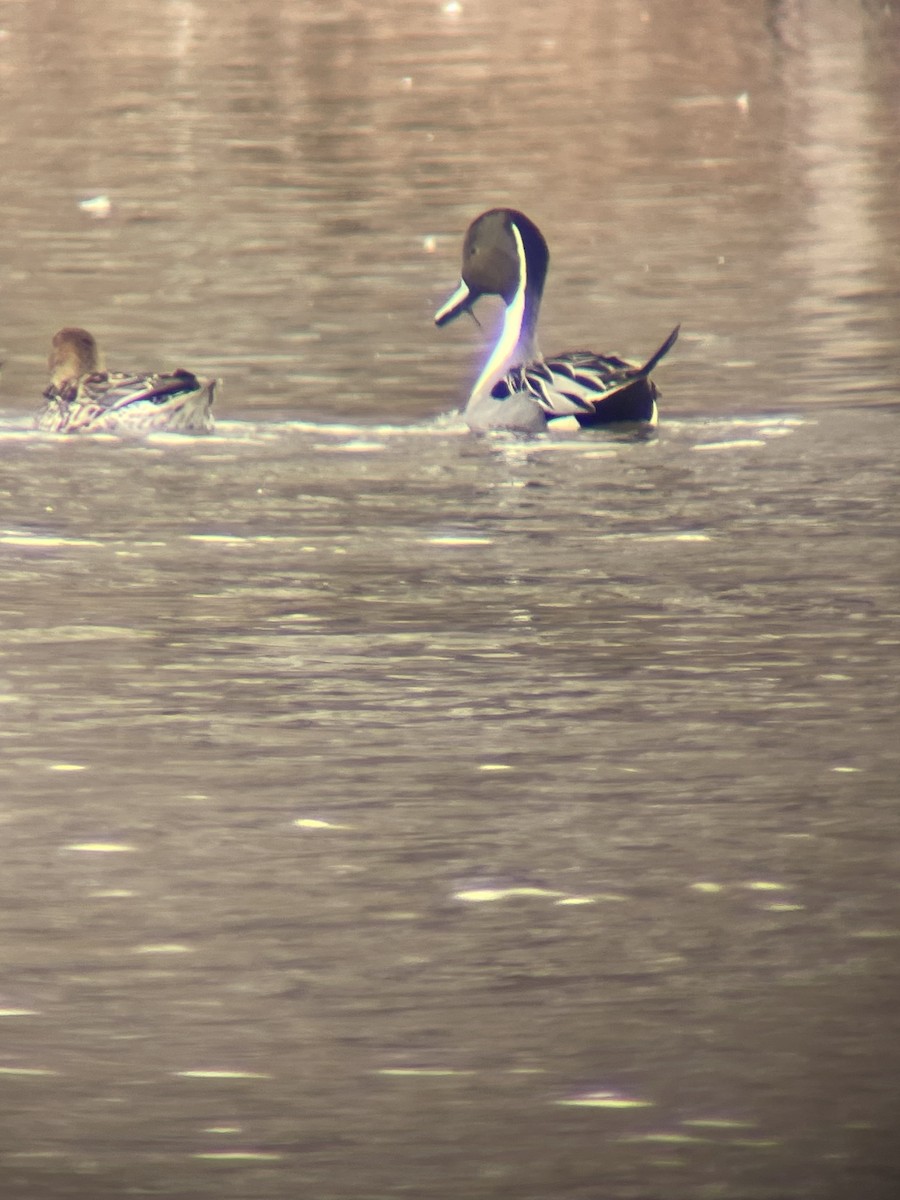 Northern Pintail - ML548635011