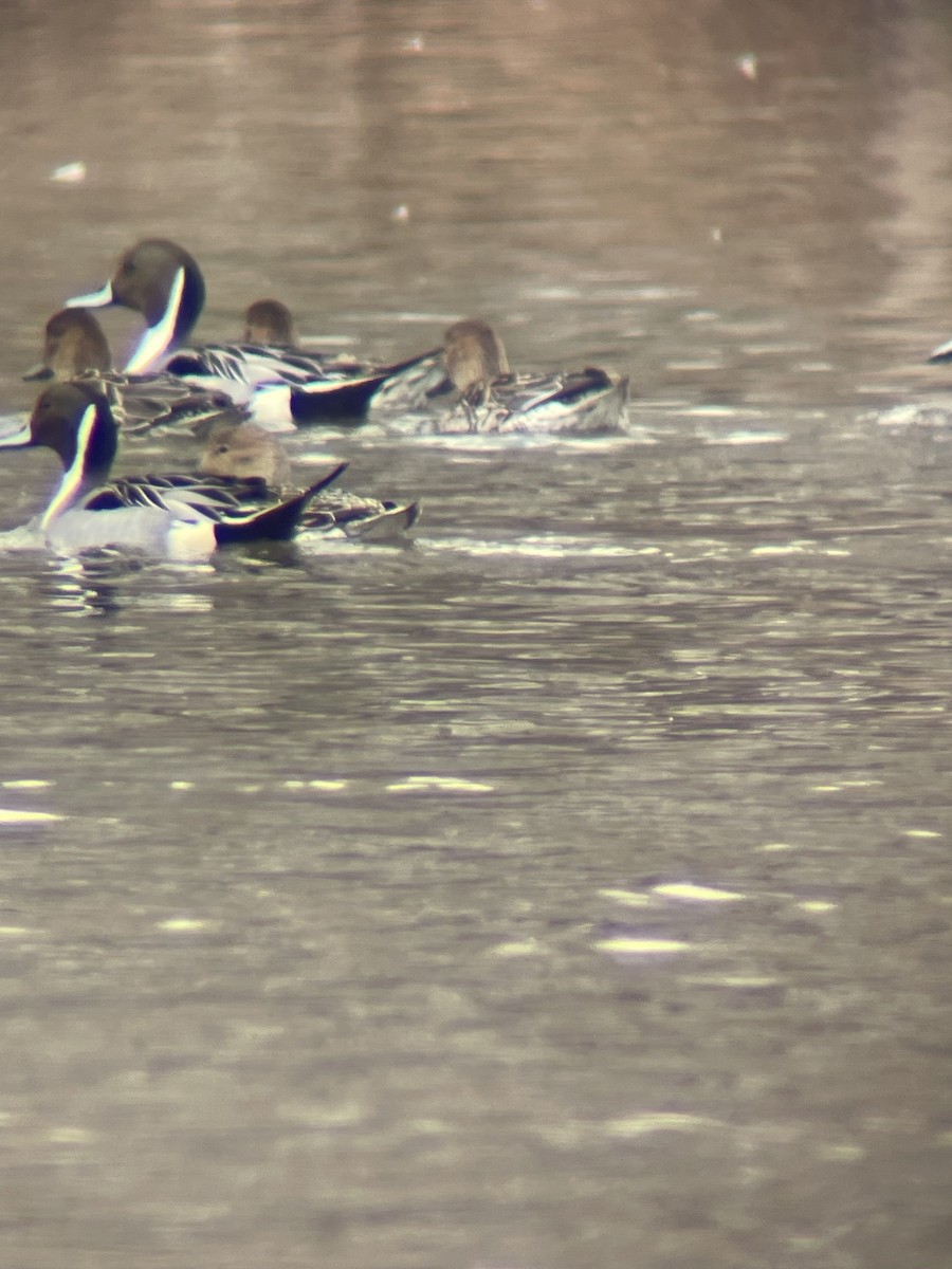 Northern Pintail - ML548635021