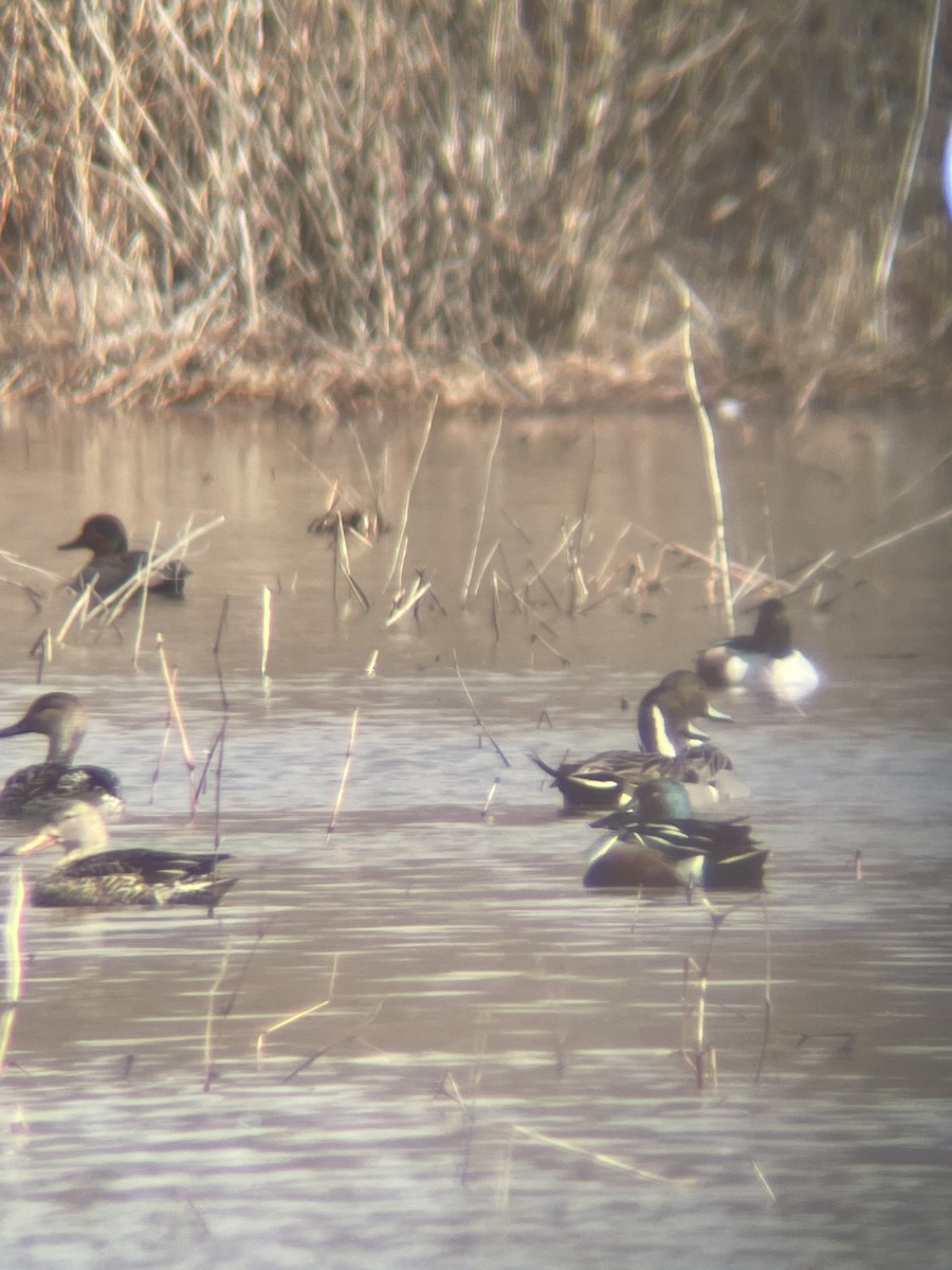 Northern Pintail - ML548635031