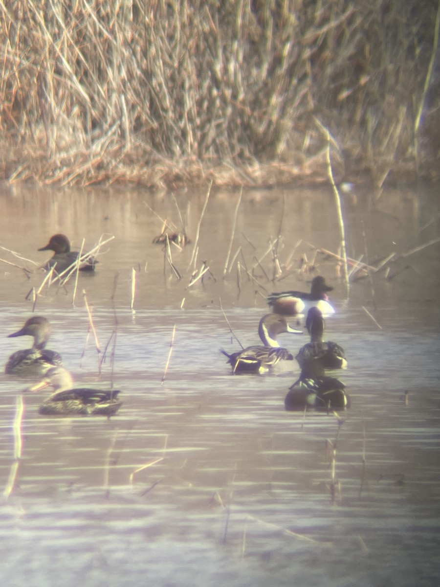 Northern Pintail - ML548635041