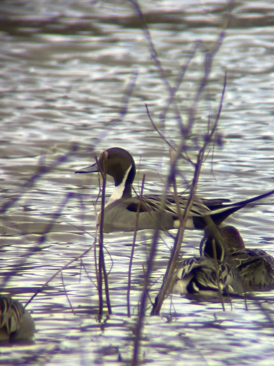 Northern Pintail - ML548635051