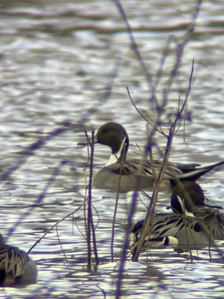 Northern Pintail - ML548635061