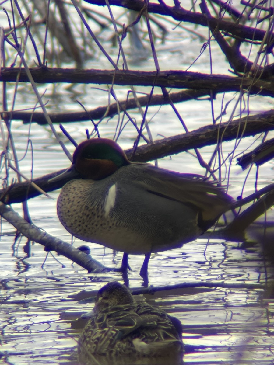 Green-winged Teal - Jacob Tsikoyak