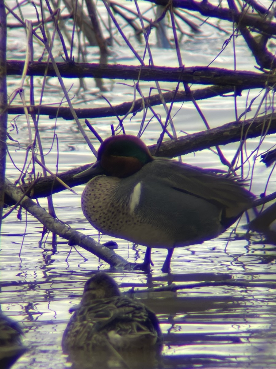 Green-winged Teal - Jacob Tsikoyak