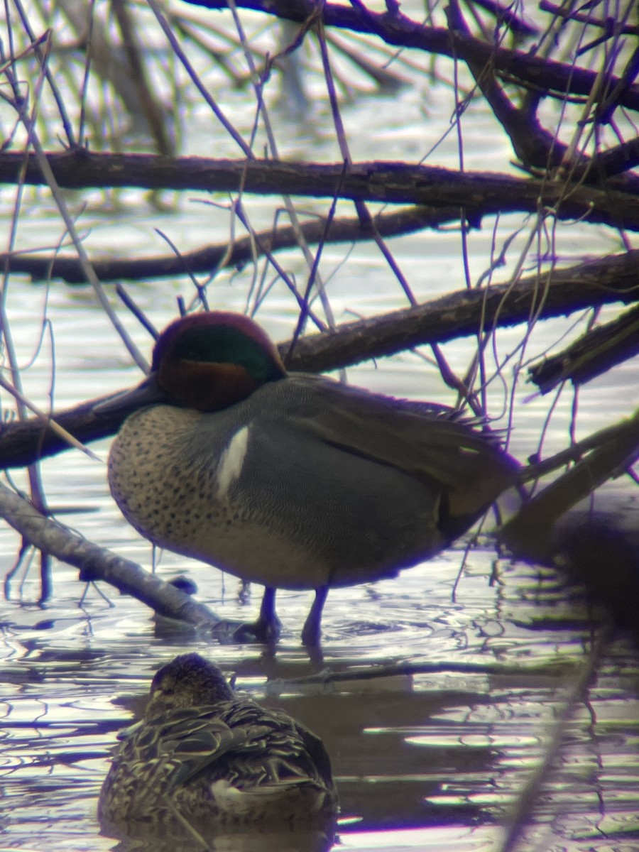 Green-winged Teal - ML548635181