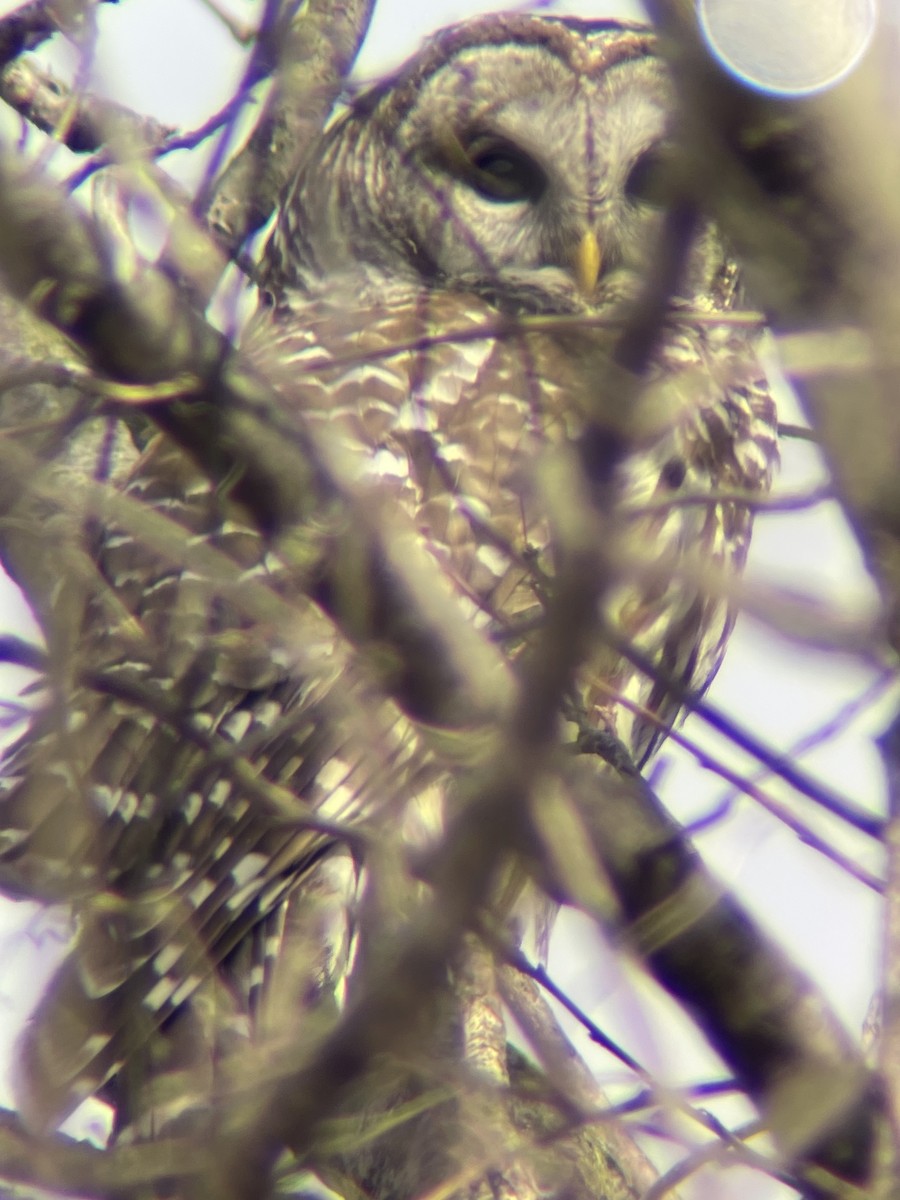 Barred Owl - ML548635371