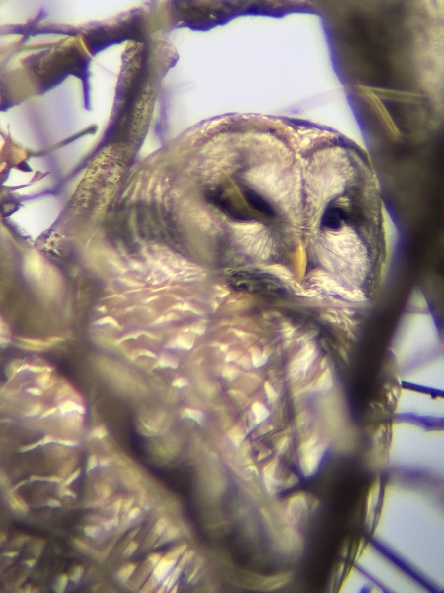Barred Owl - ML548635381