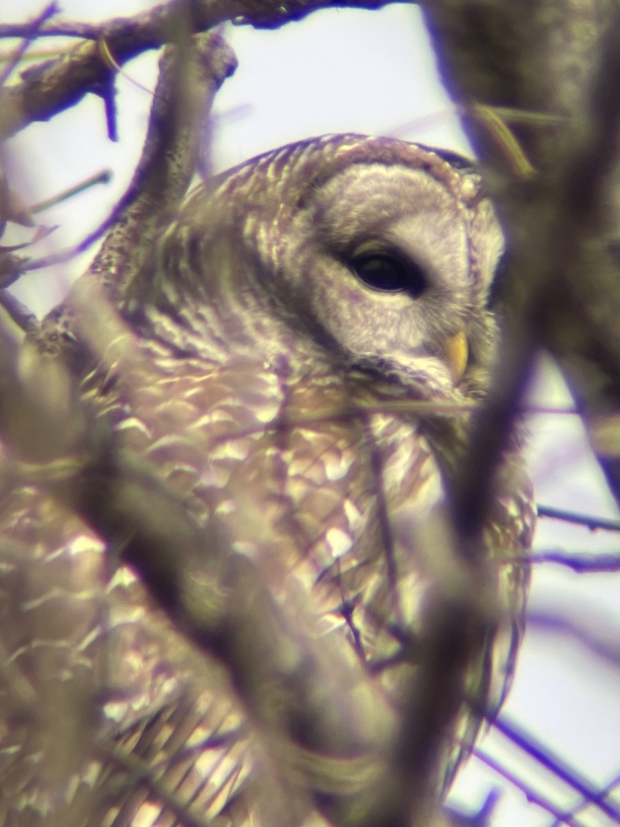 Barred Owl - ML548635391