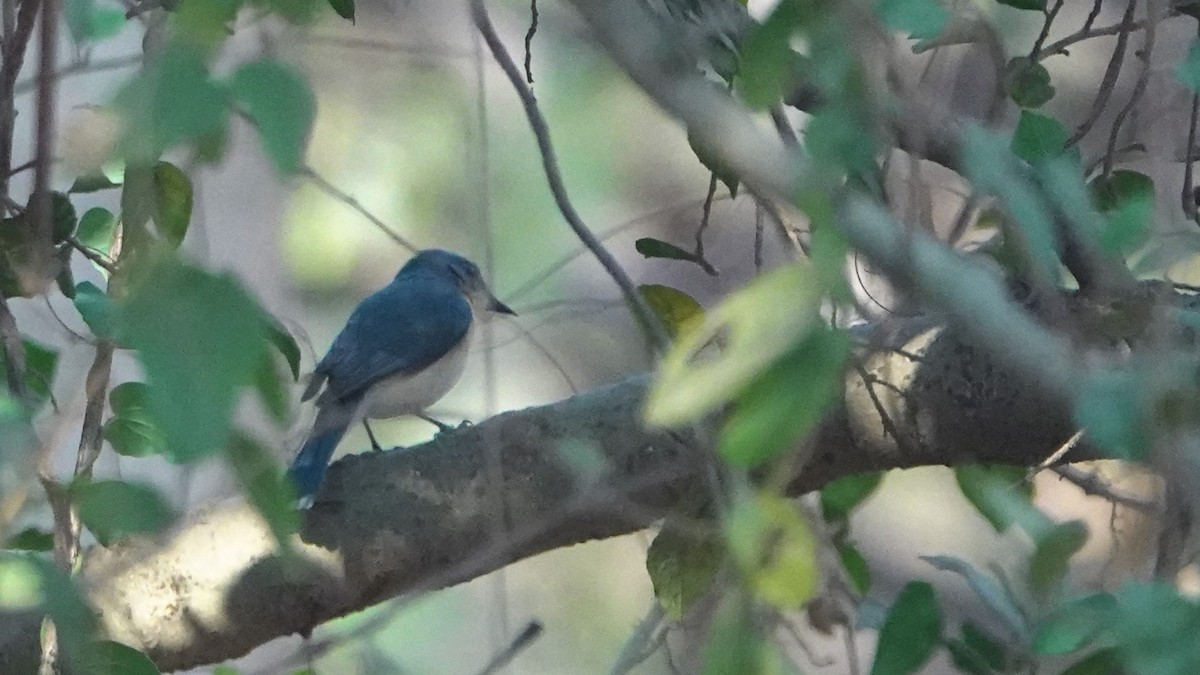 Ultramarine Flycatcher - ML548635461