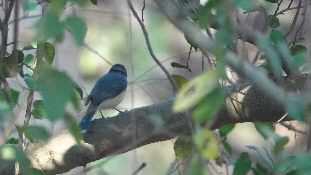 Ultramarine Flycatcher - ML548635471