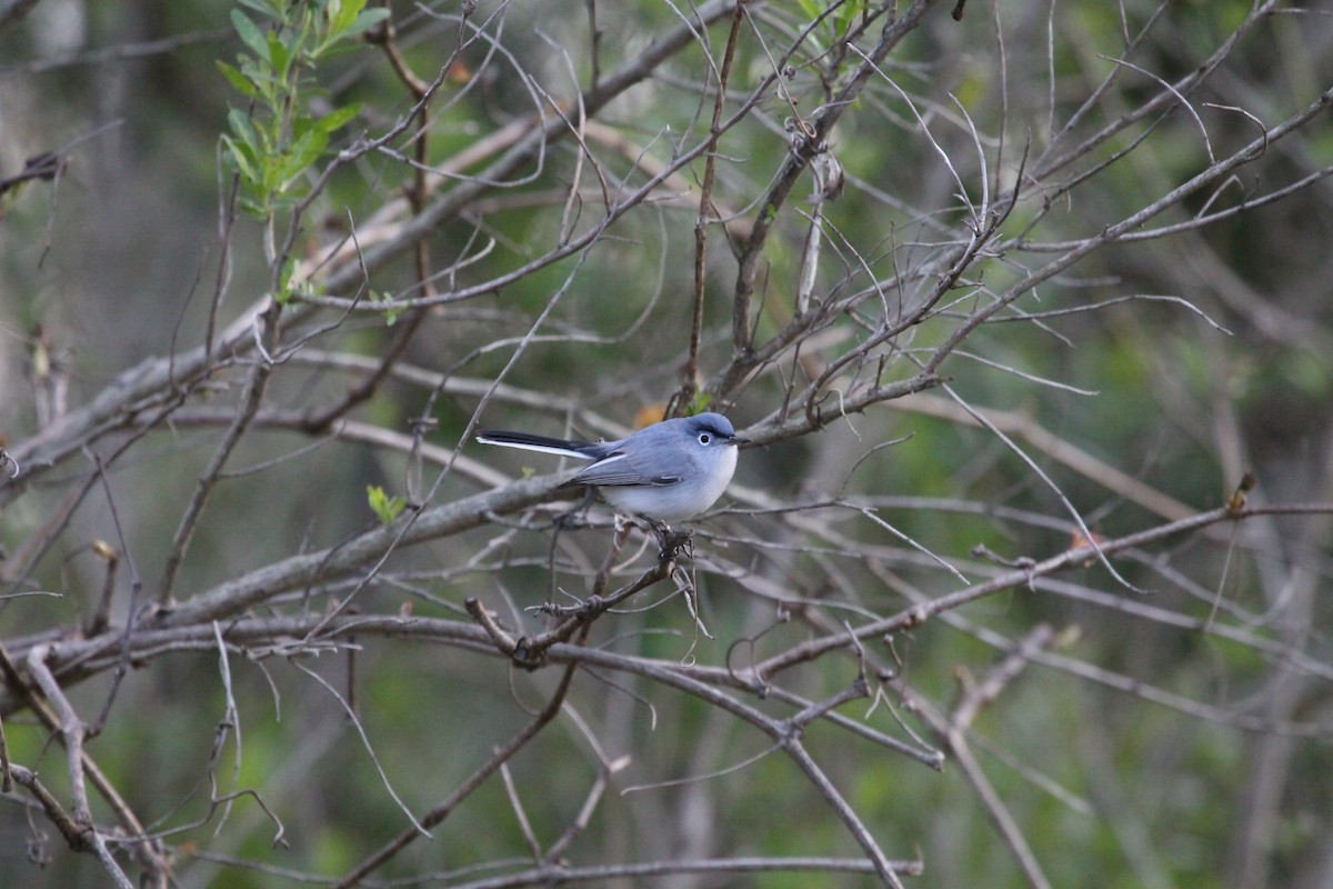 Blue-gray Gnatcatcher - ML548635511