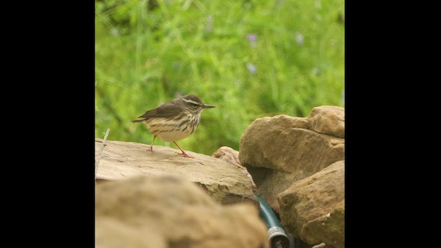 Paruline hochequeue - ML548635771