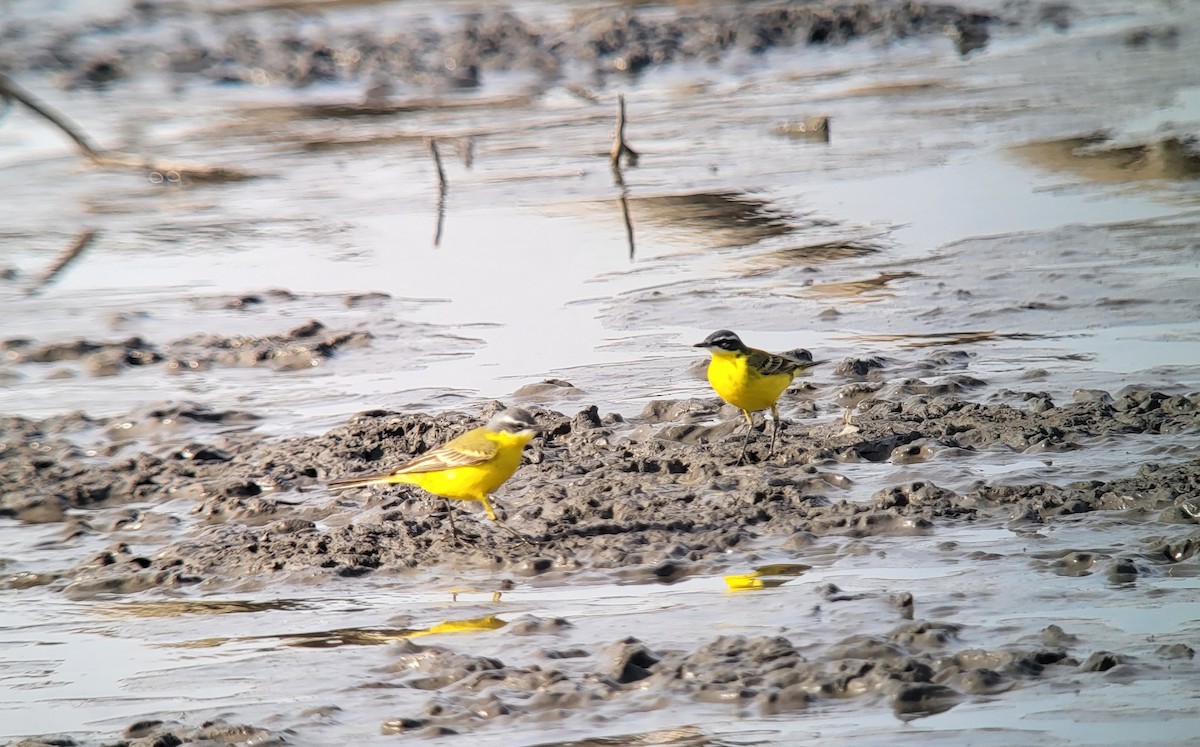 Western Yellow Wagtail - ML548637151