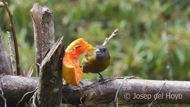 Tangara Terciopelo (passerinii) - ML548637251