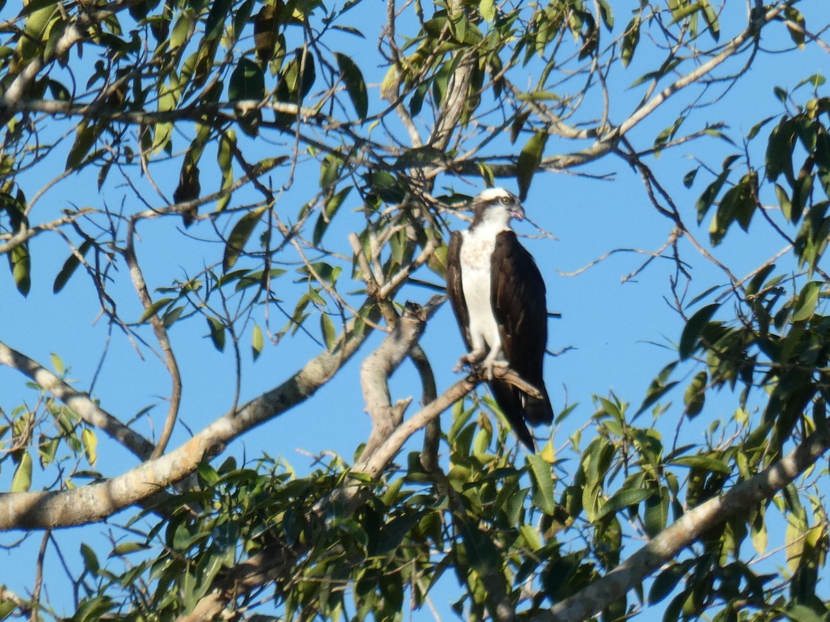 Osprey - ML548637451