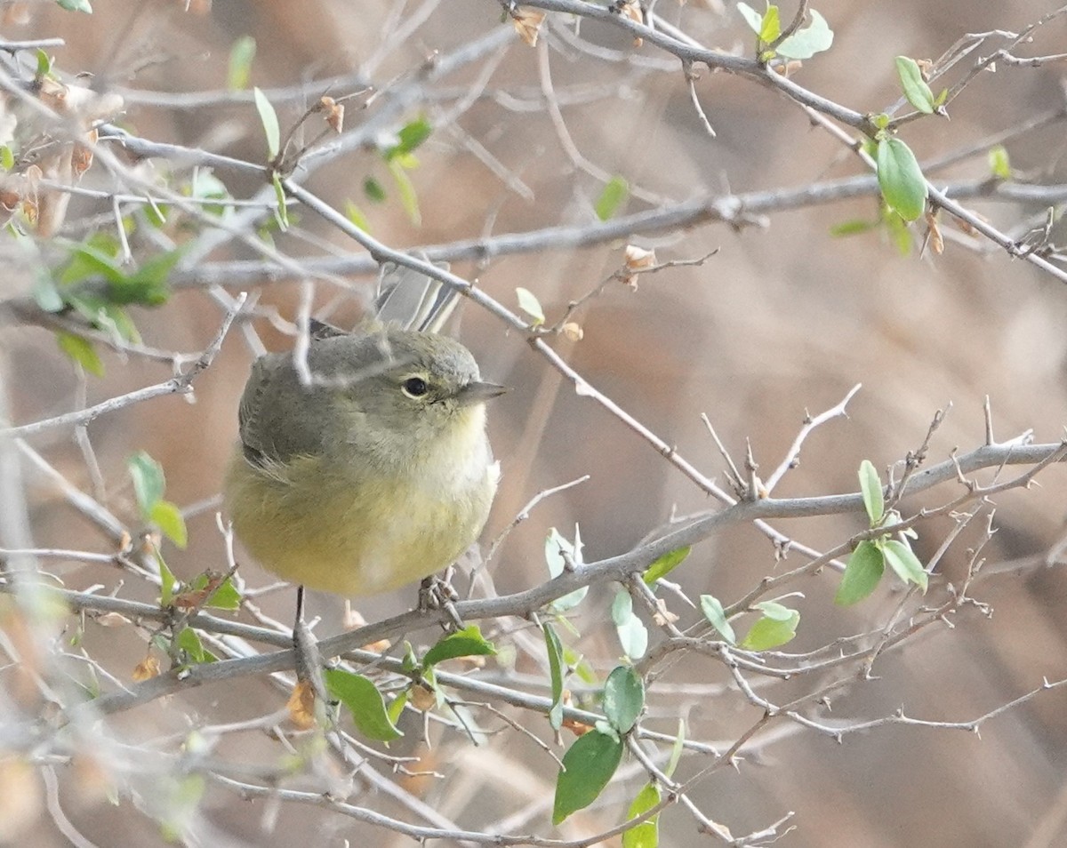 Orange-crowned Warbler - ML548638271