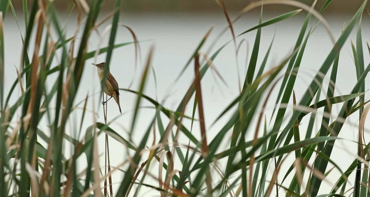 Australian Reed Warbler - ML54864011