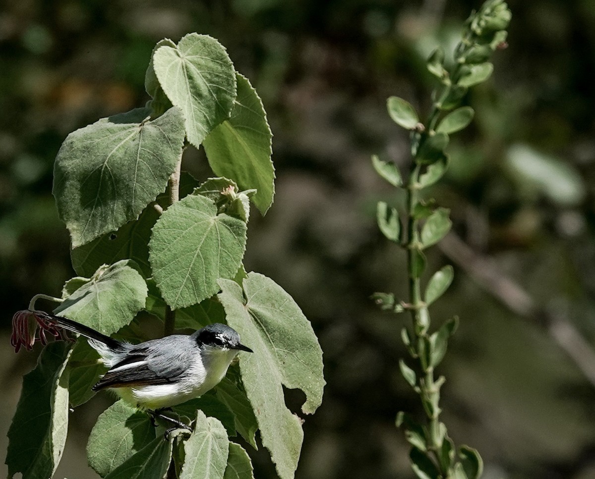 Tropical Gnatcatcher - ML548640641