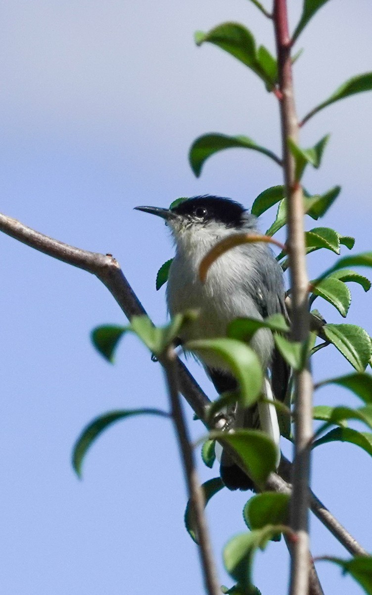 Tropical Gnatcatcher - ML548640661