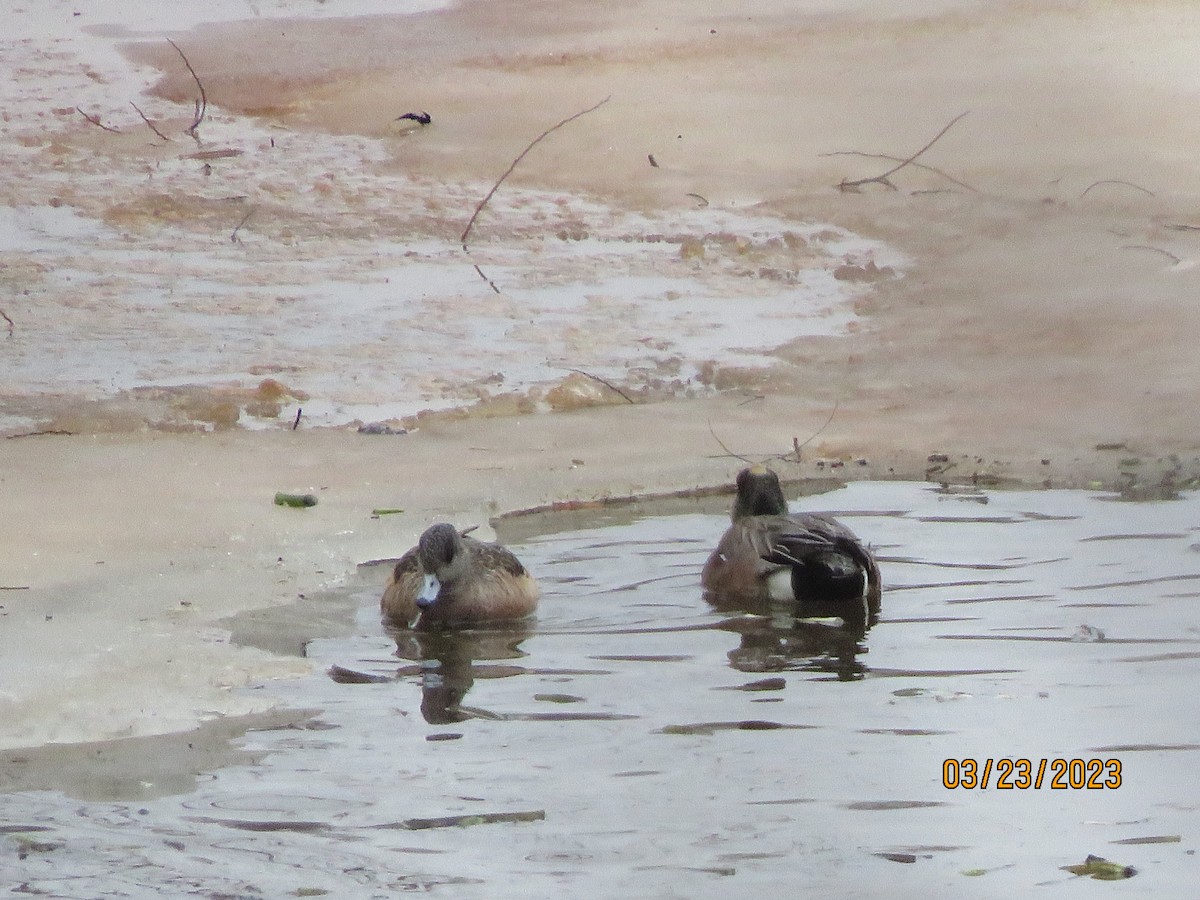 American Wigeon - ML548640891