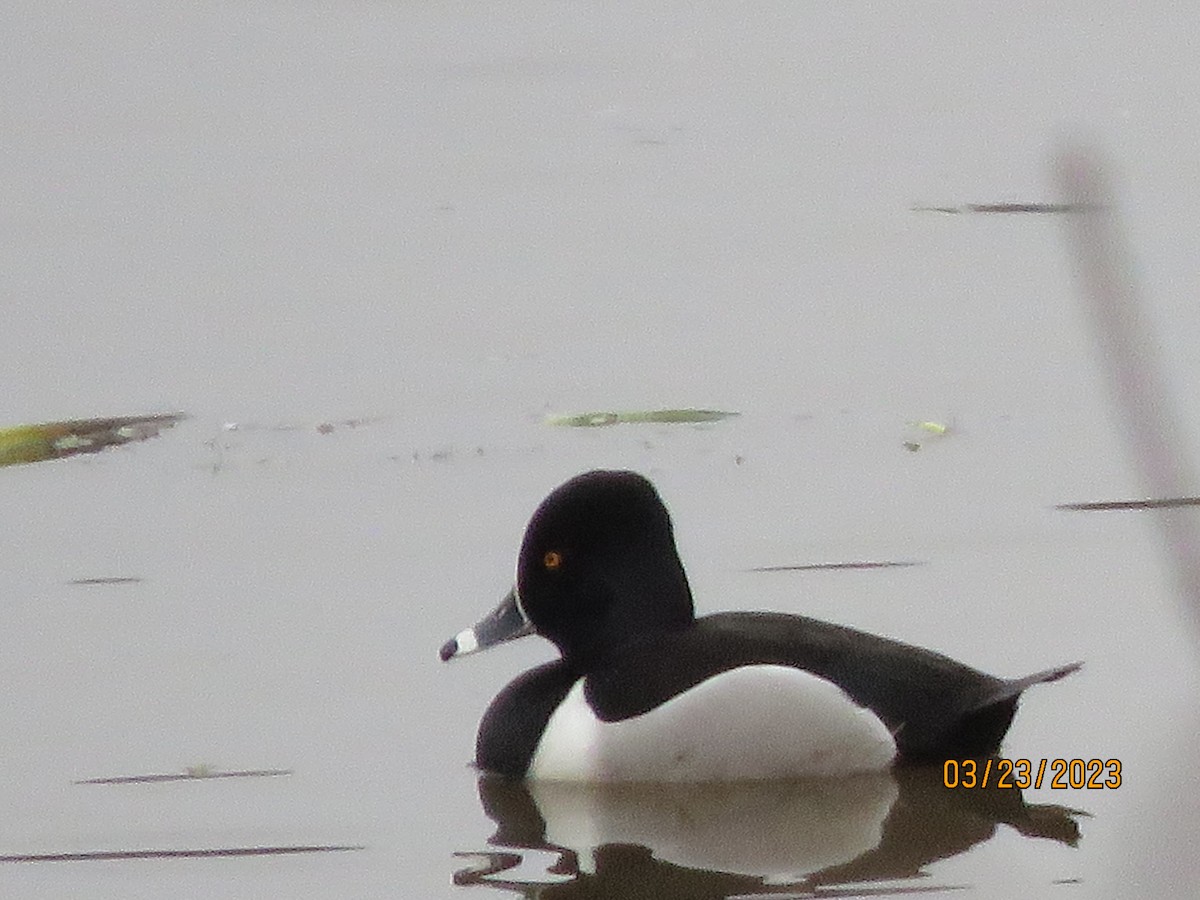 Ring-necked Duck - Brenda Dyment