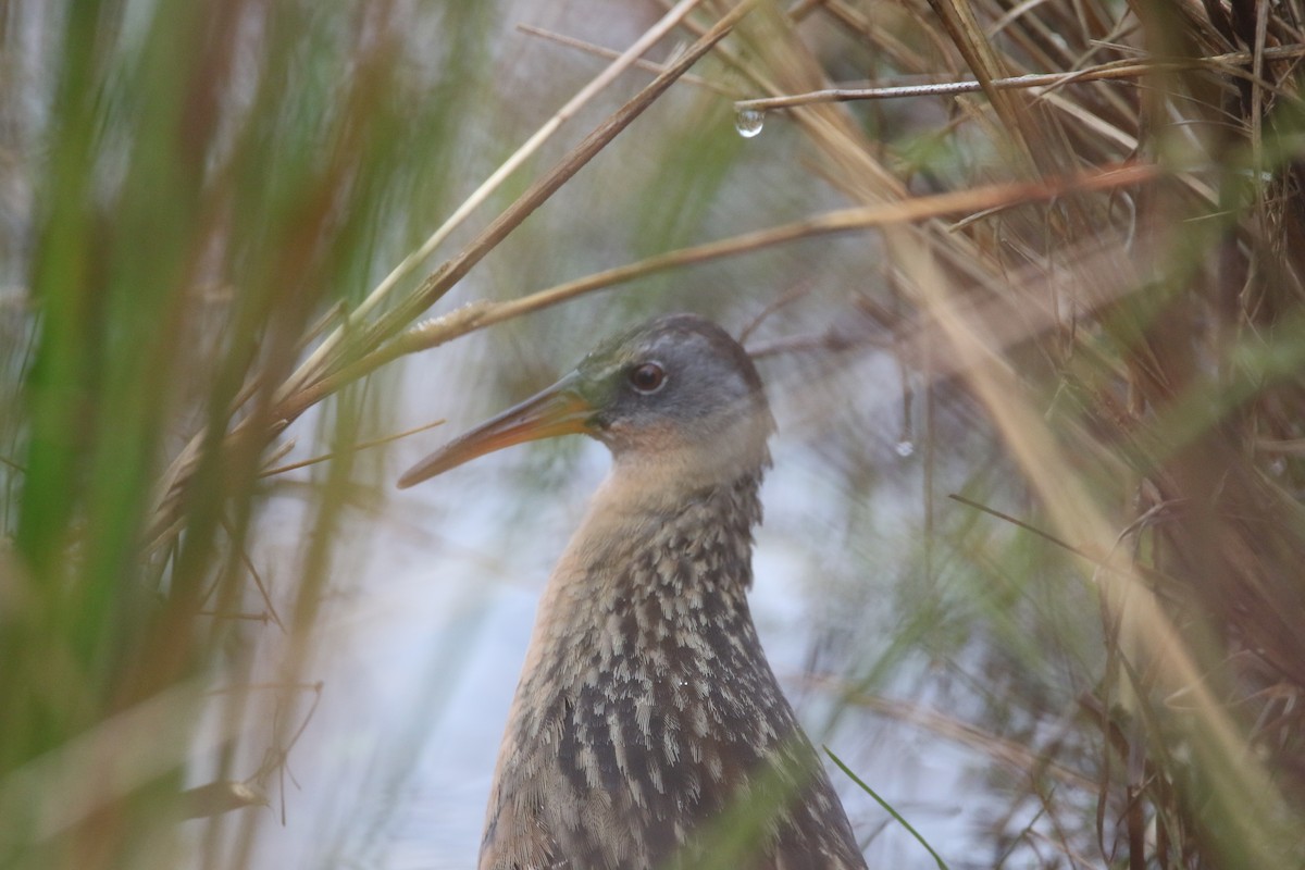 Virginia Rail - Wade Baker