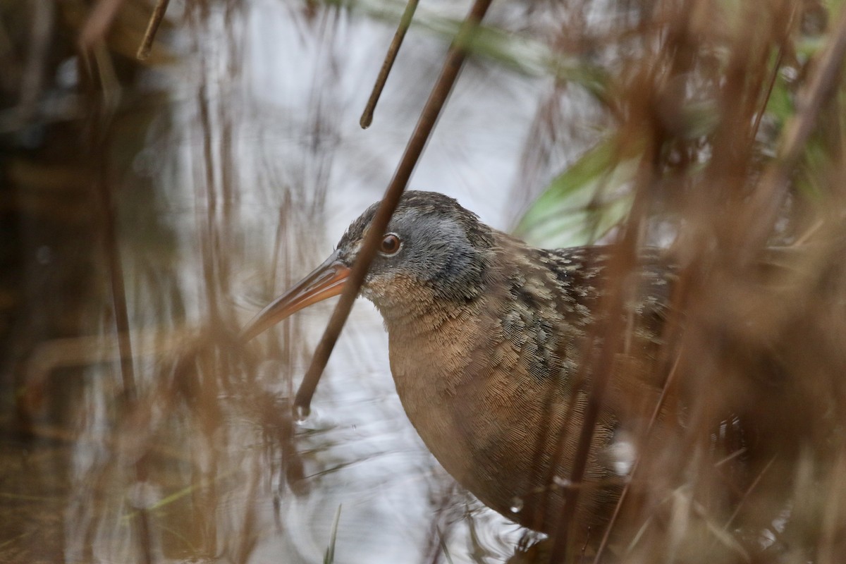 Virginia Rail - ML548641151