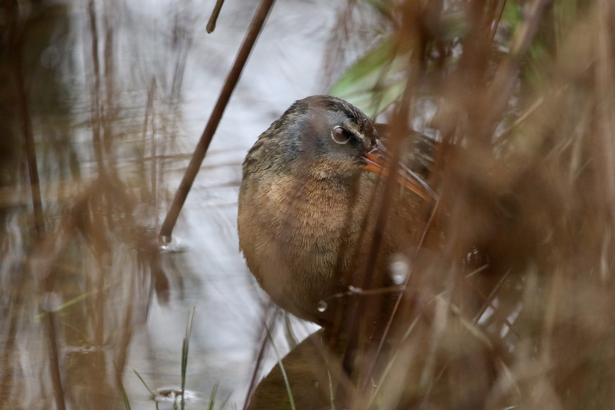 Virginia Rail - Wade Baker