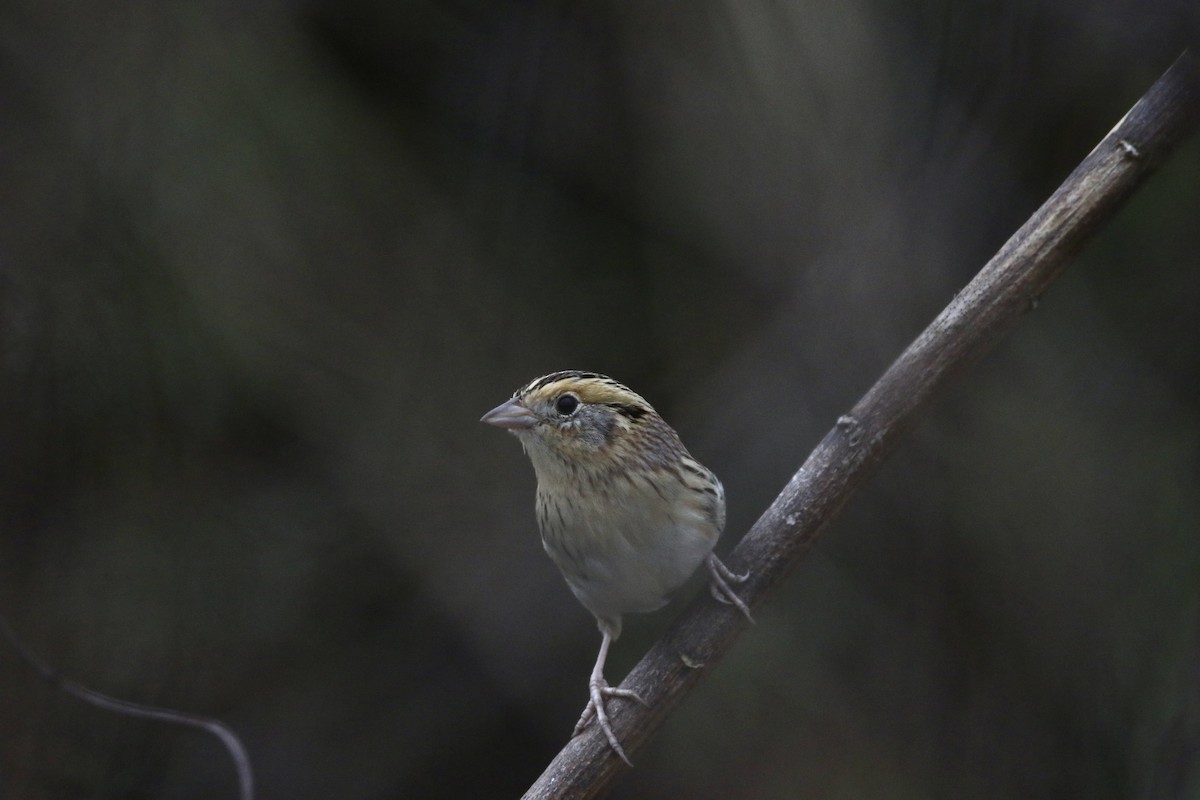 LeConte's Sparrow - Wade Baker