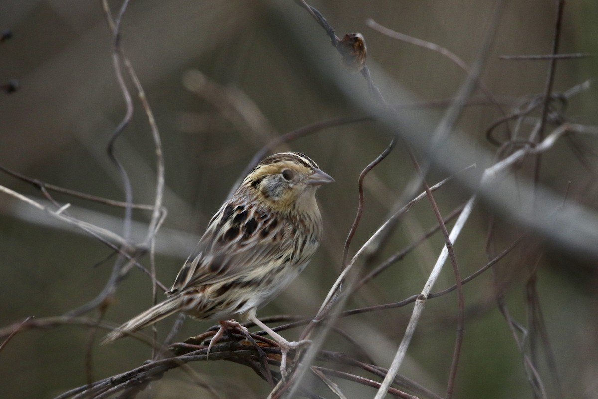 LeConte's Sparrow - Wade Baker