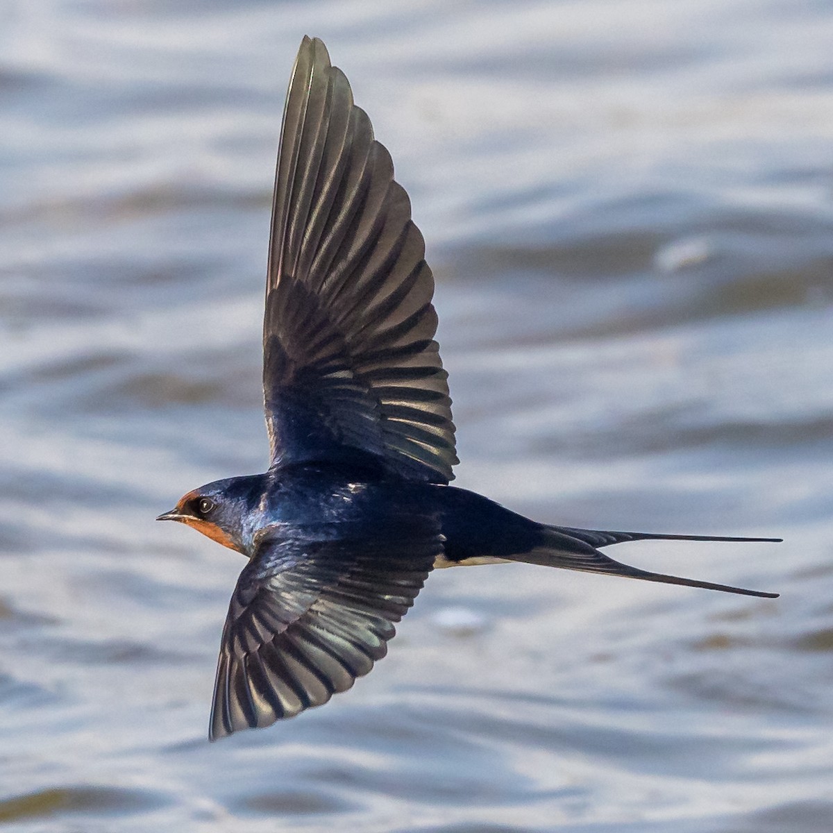 Barn Swallow - ML548641661