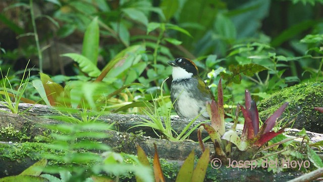 クリボウシヤブシトド - ML548642501