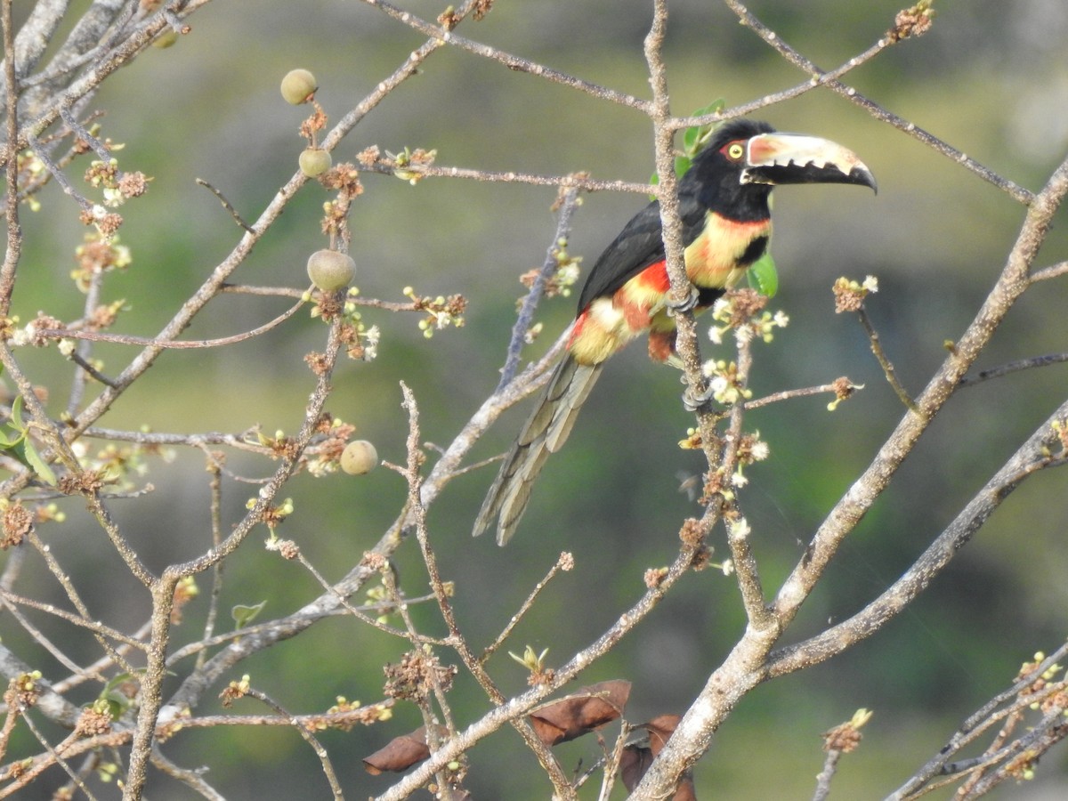 Collared Aracari - ML548644021