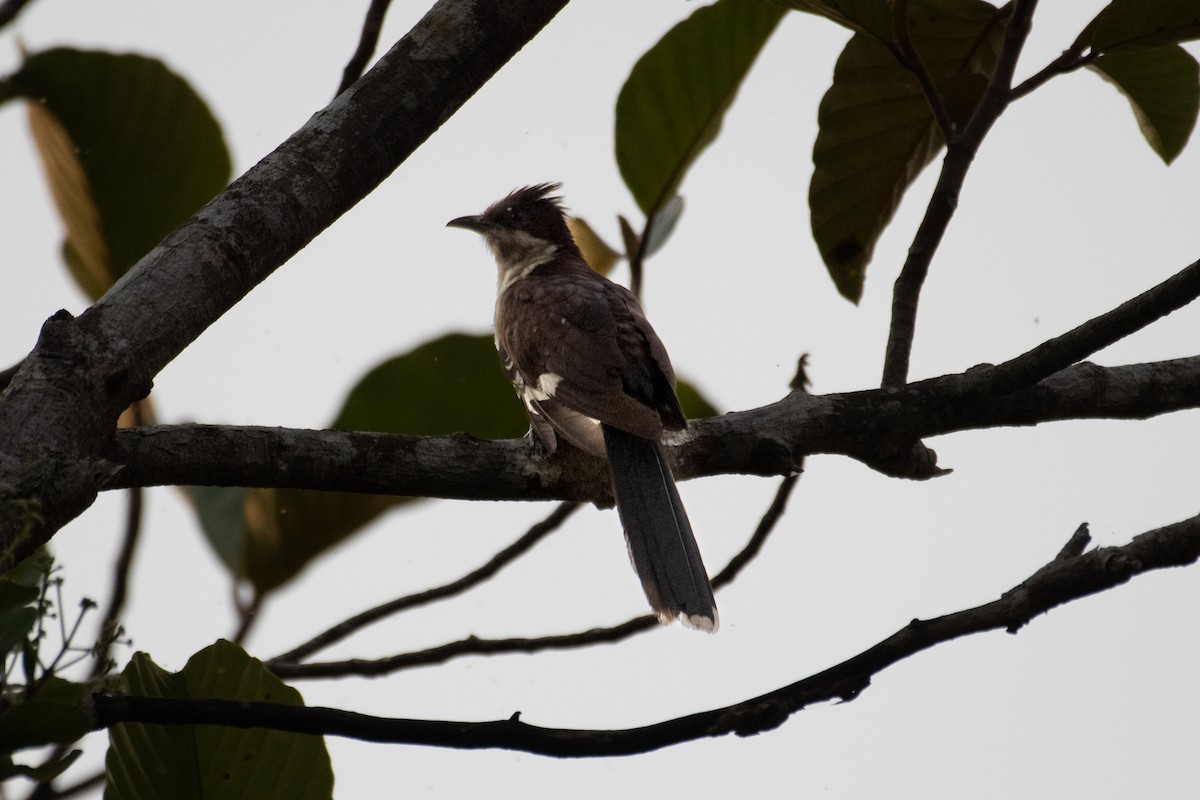 Pied Cuckoo - ML548645501