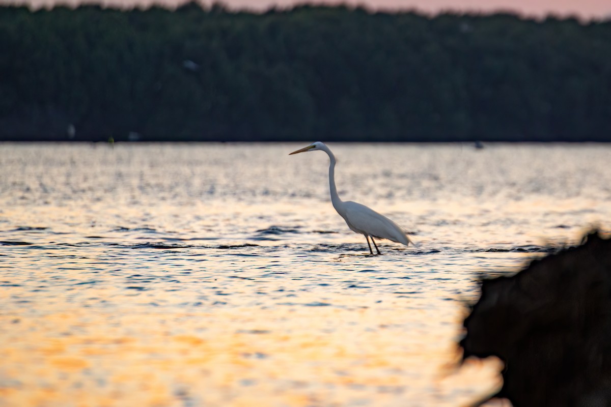 Great Egret - ML548645691