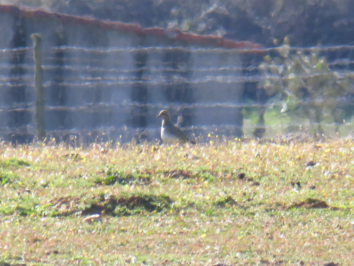 Eurasian Dotterel - ML548645981