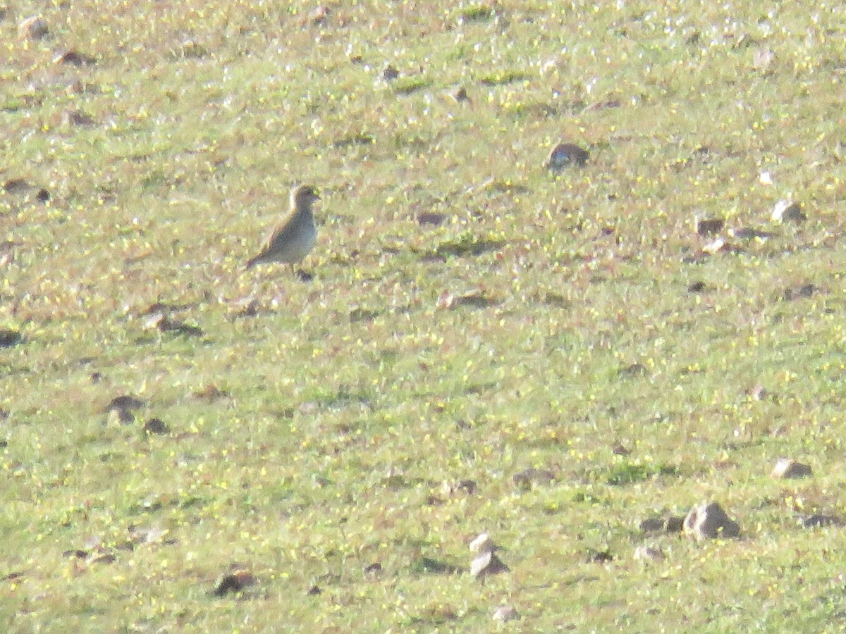 Eurasian Dotterel - Miguel  Berkemeier