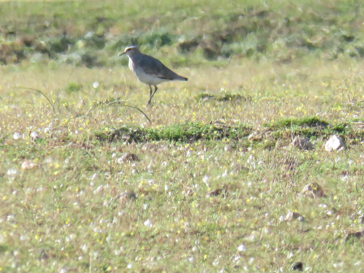 Sociable Lapwing - ML548646091