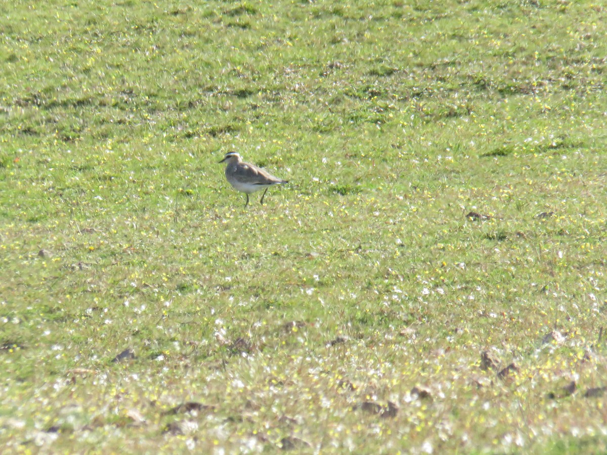 Sociable Lapwing - Miguel  Berkemeier