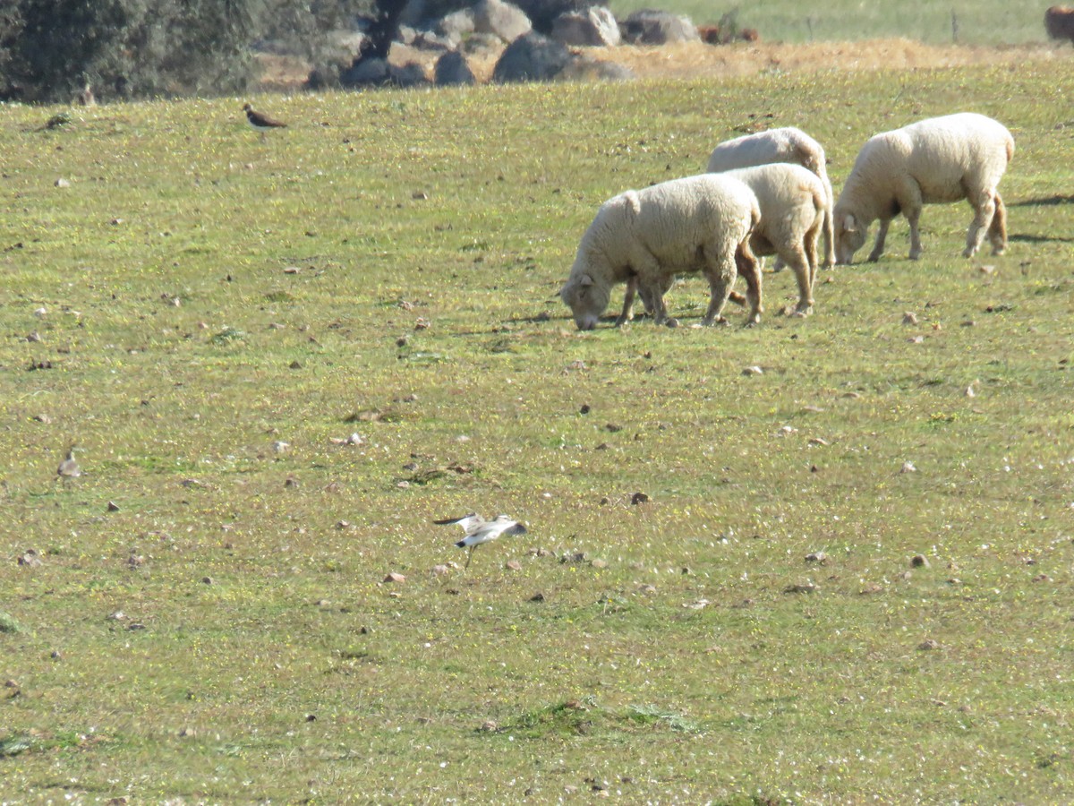 Sociable Lapwing - Miguel  Berkemeier