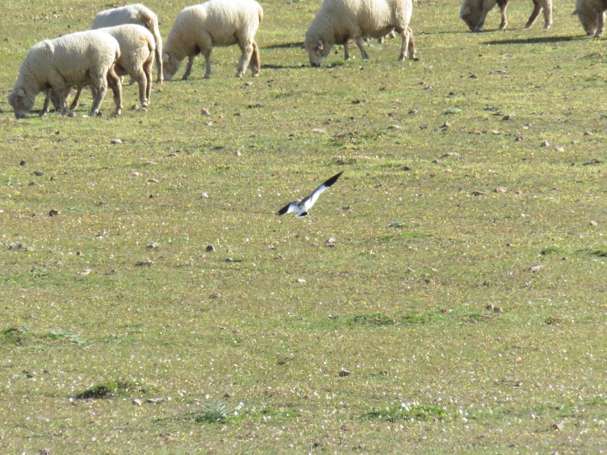 Sociable Lapwing - ML548646141