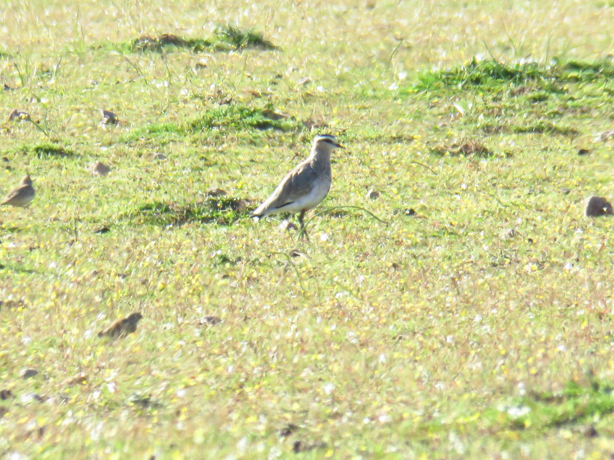 Sociable Lapwing - Miguel  Berkemeier